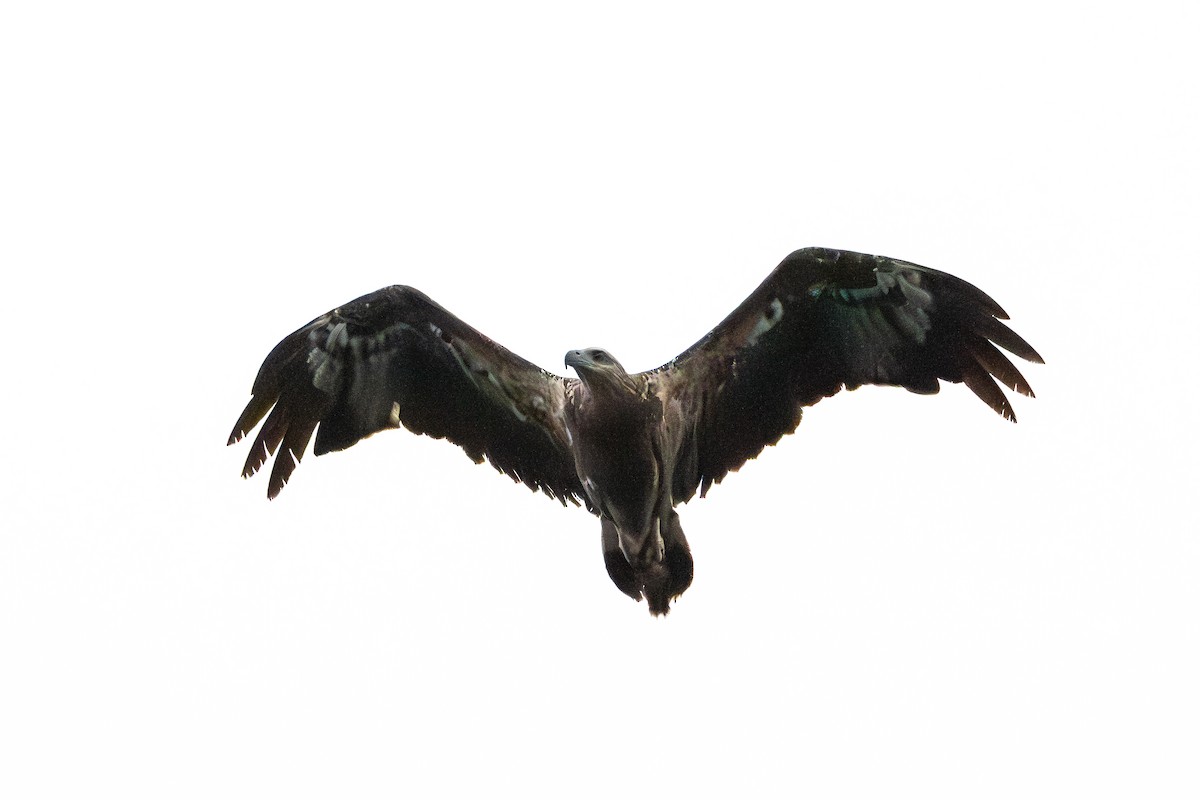 orel bělobřichý - ML647111848