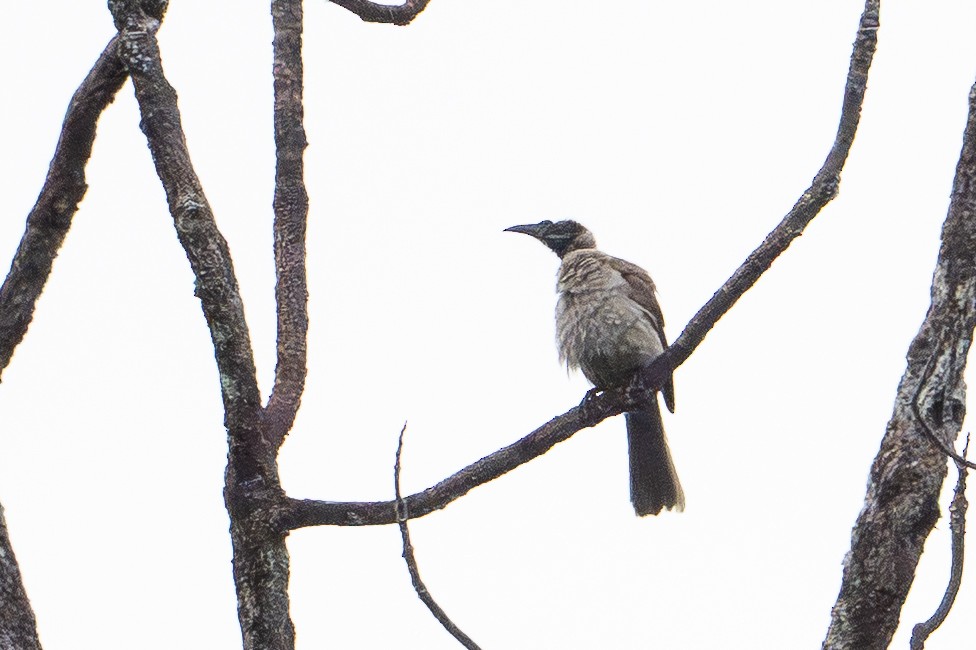 Helmlederkopf (novaeguineae) - ML647111850