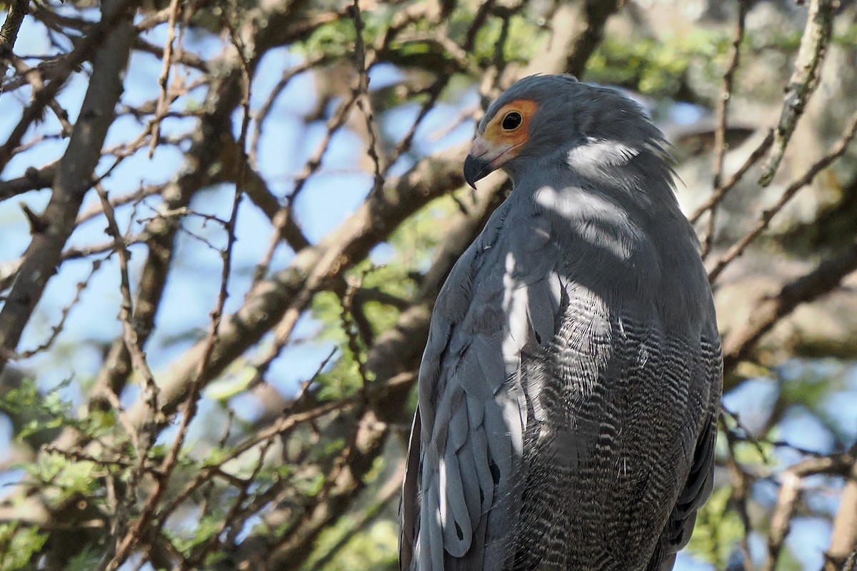 Aguilucho Caricalvo Común - ML647111854