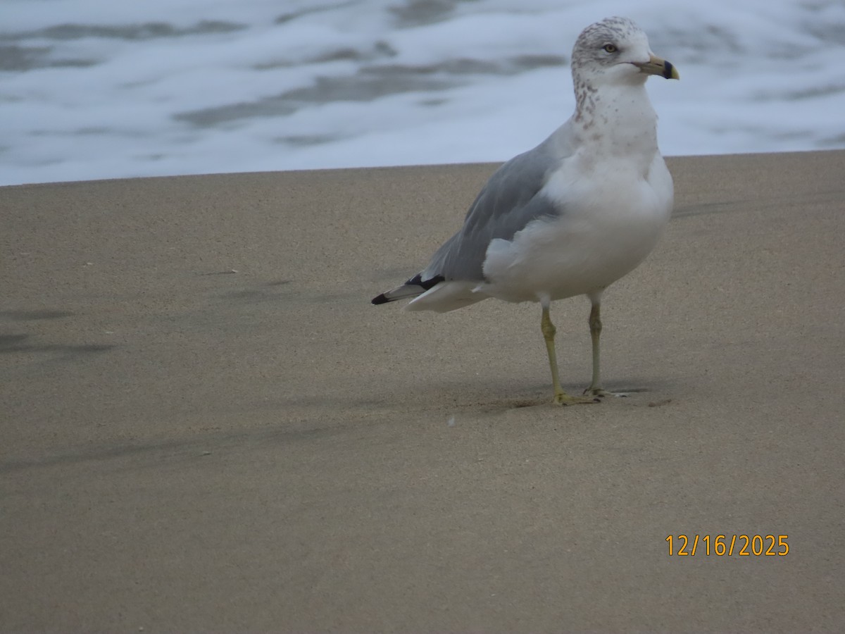 Halkalı Martı - ML647111855