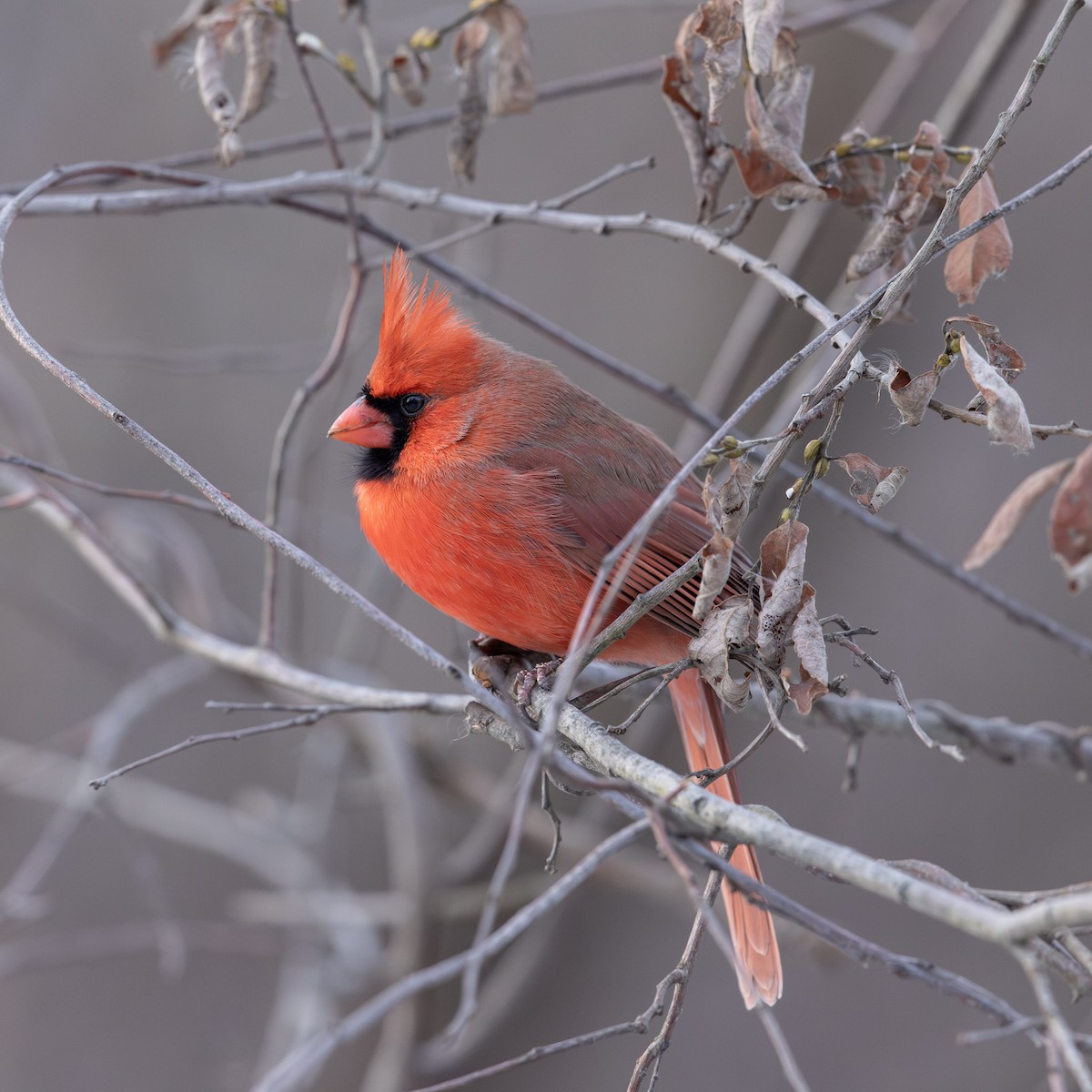 Northern Cardinal - ML647111864