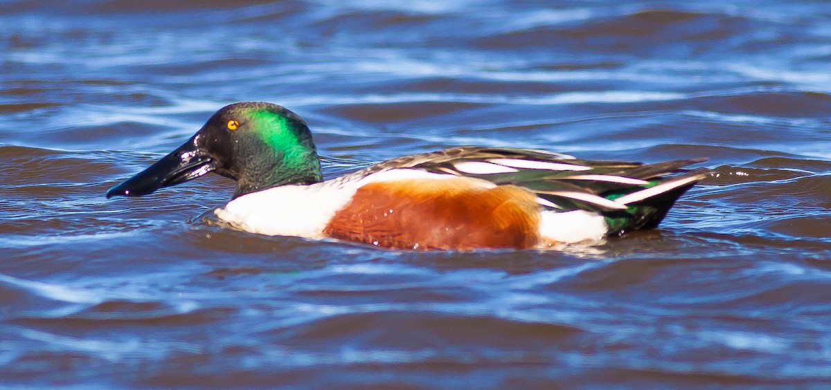 琵嘴鴨 - ML647111867