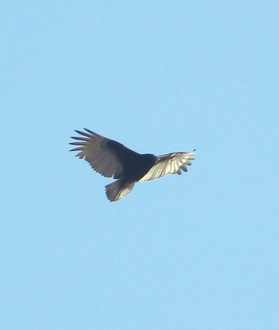 Turkey Vulture - ML647111868