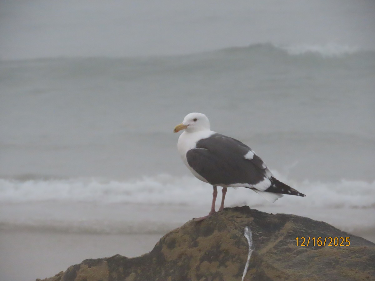 Batı Amerika Martısı - ML647111872