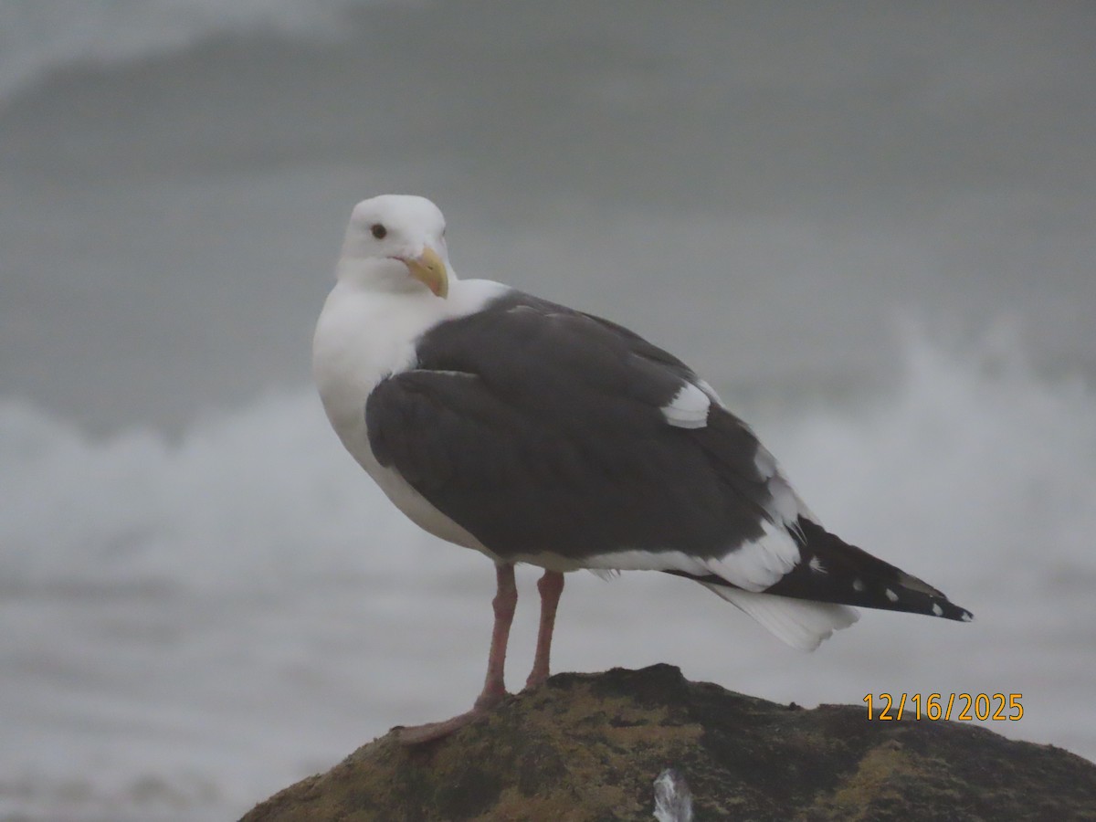 Batı Amerika Martısı - ML647111873