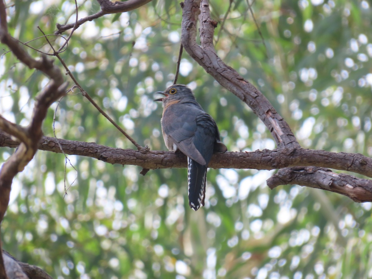 kukačka skořicová - ML647111879