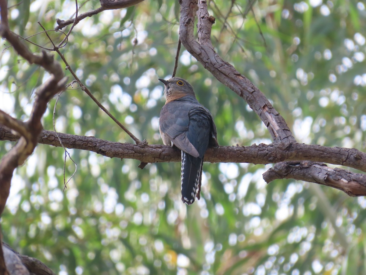 kukačka skořicová - ML647111880