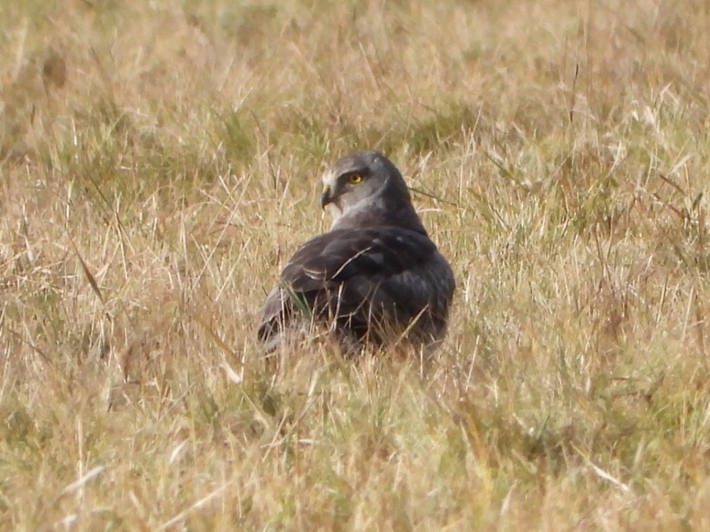 Hudsonweihe - ML647111888