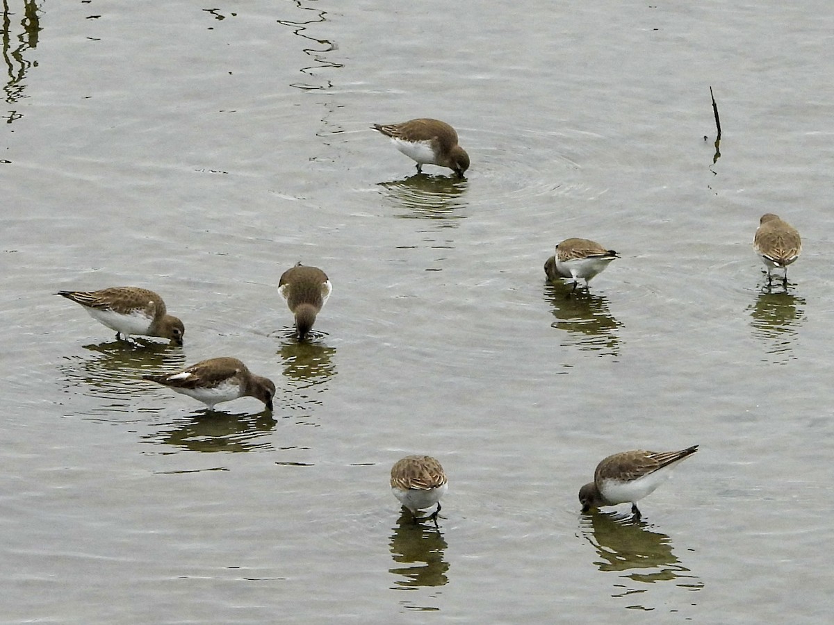 Alpenstrandläufer - ML647111892