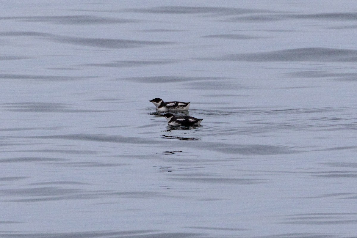 Marbled Murrelet - ML647111893