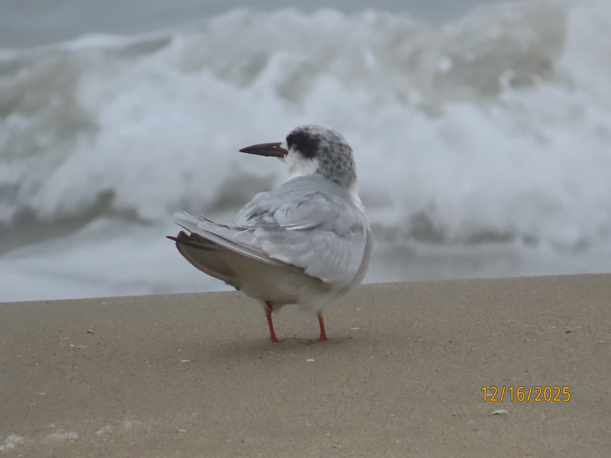 Maskeli Sumru - ML647111894