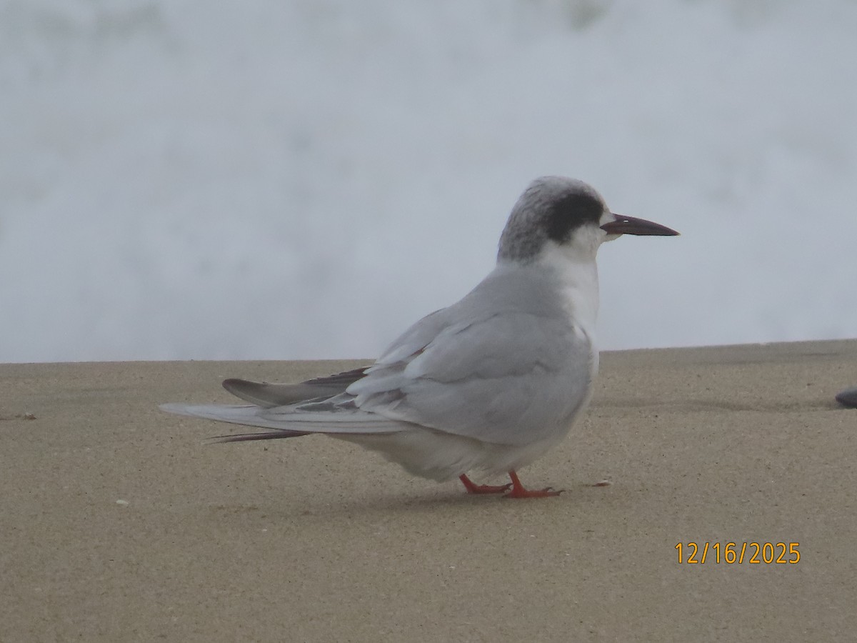 Maskeli Sumru - ML647111895