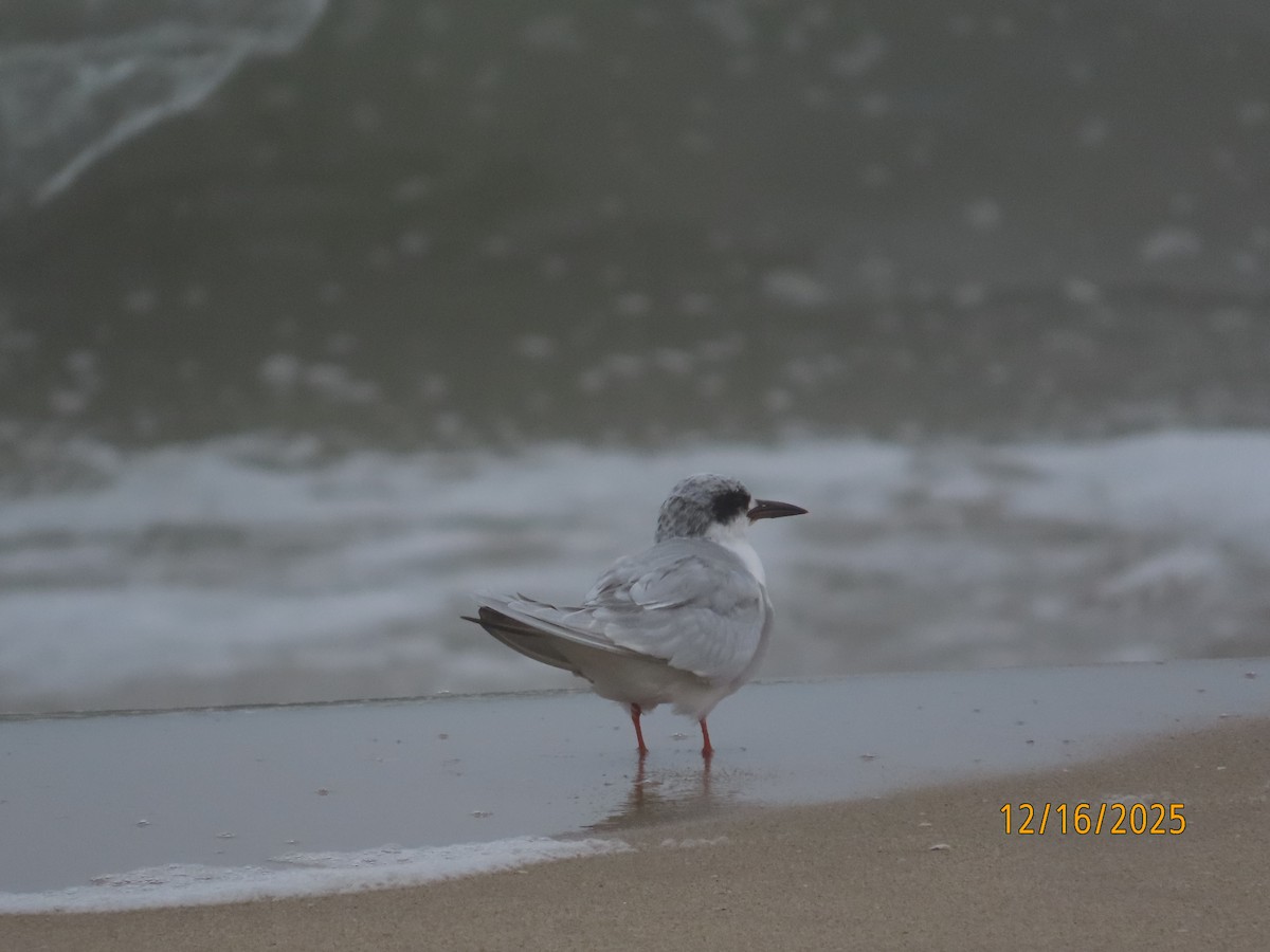 Maskeli Sumru - ML647111896