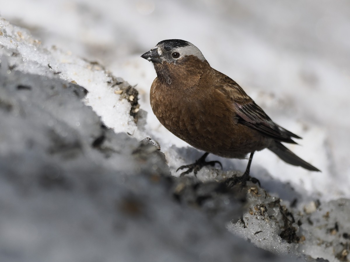 Gray-crowned Rosy-Finch - ML647111899