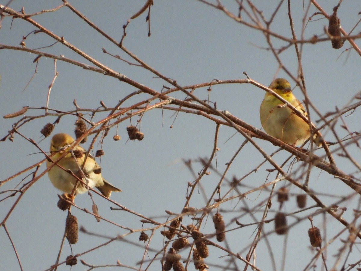 čížek žlutý - ML647111904