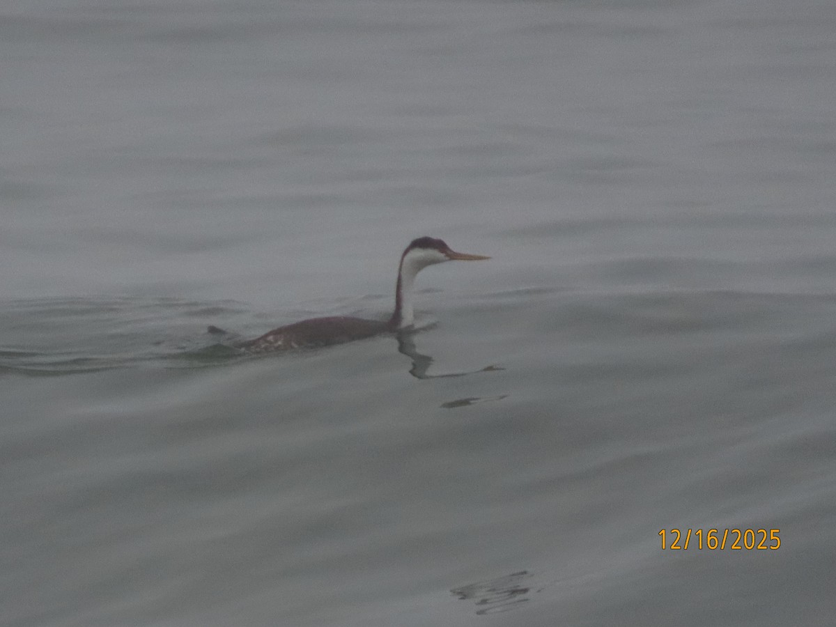 İnce Gagalı Batağan - ML647111912