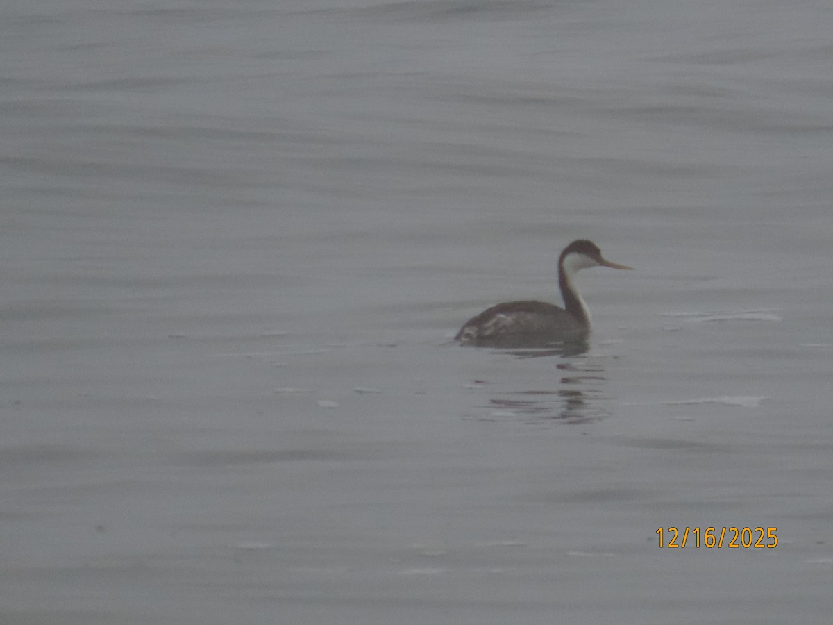 İnce Gagalı Batağan - ML647111913