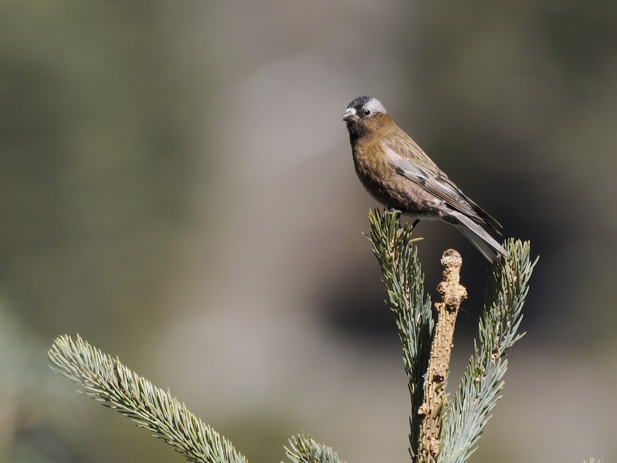 Gray-crowned Rosy-Finch - ML647111914