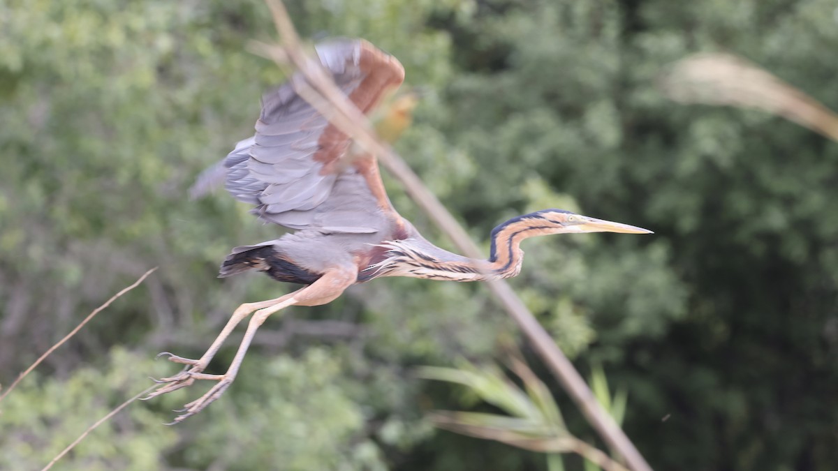 Purple Heron - ML647111915