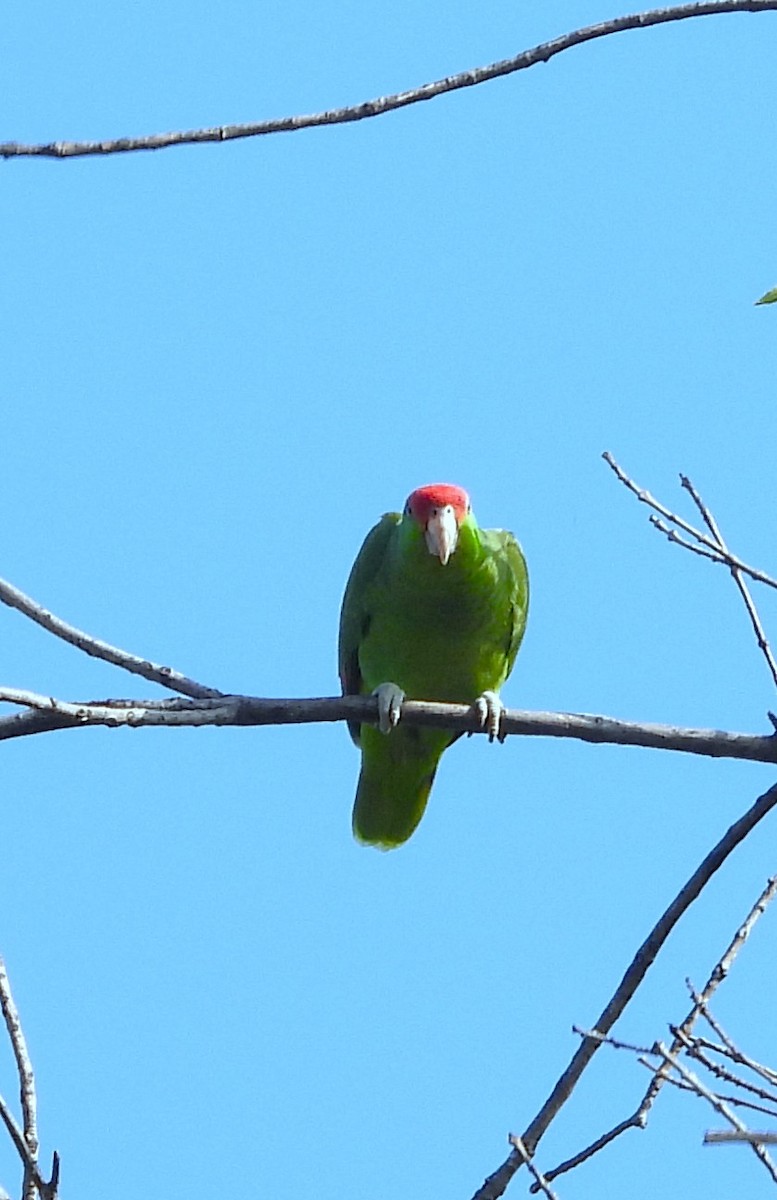 Amazona Guayabera - ML647111916