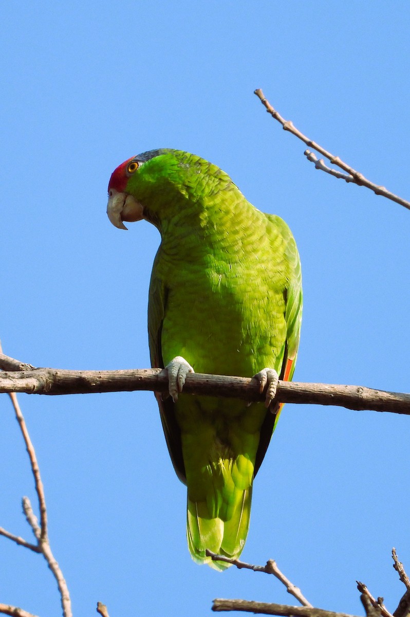 Amazona Guayabera - ML647111917