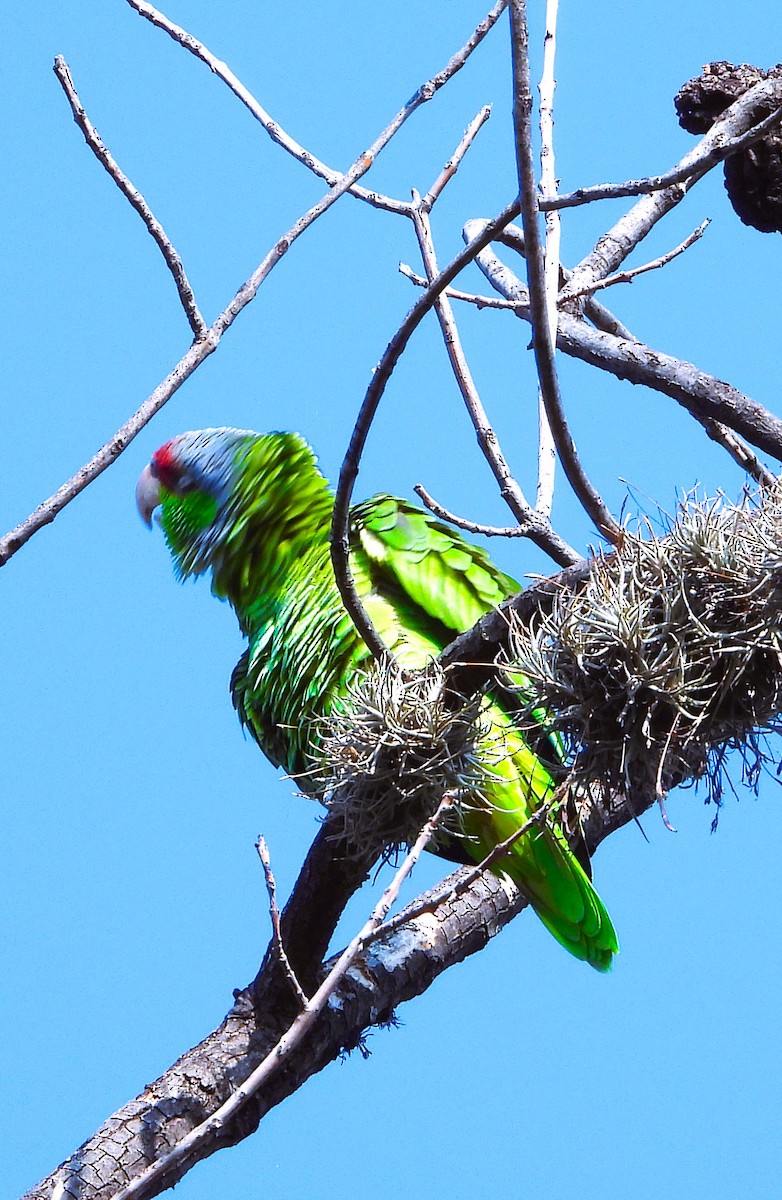 Amazona Guayabera - ML647111918