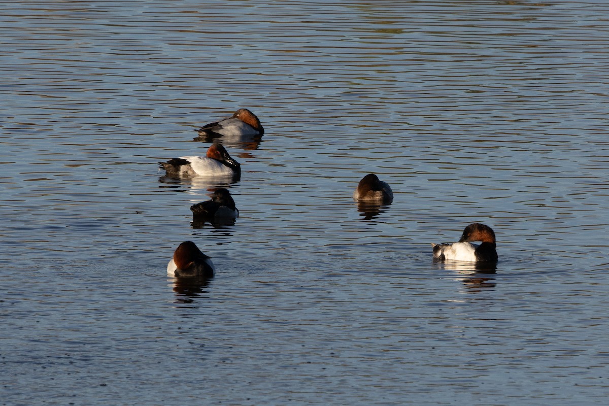 kanvasand - ML647111920