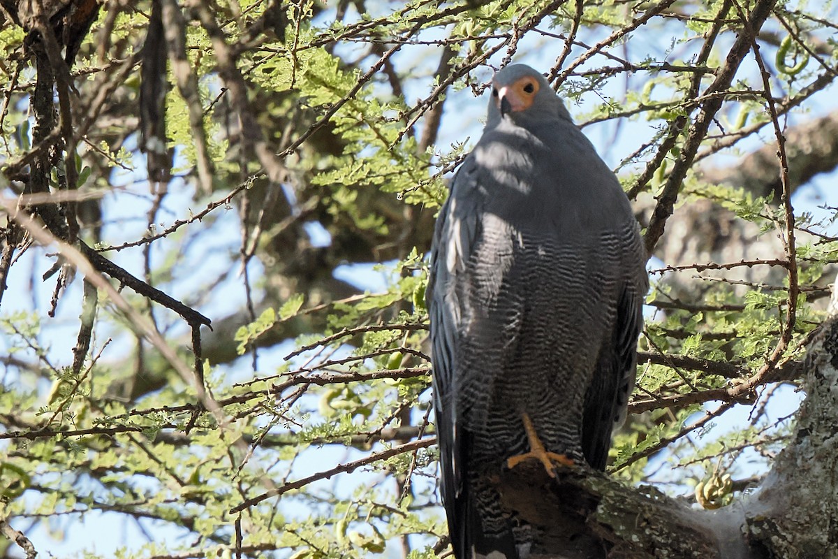 Aguilucho Caricalvo Común - ML647111922