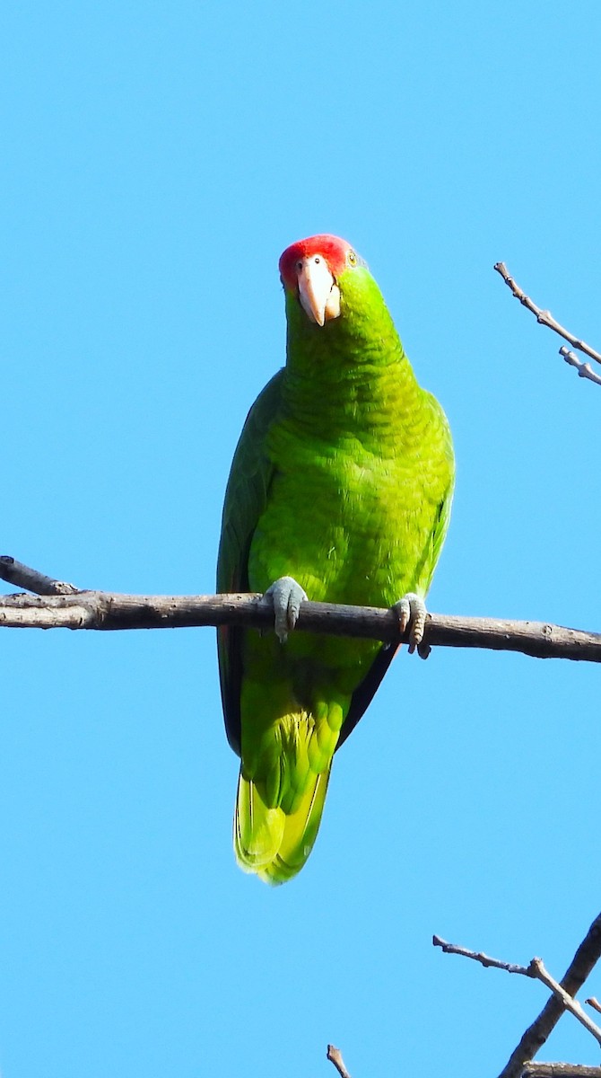 Amazona Guayabera - ML647111924