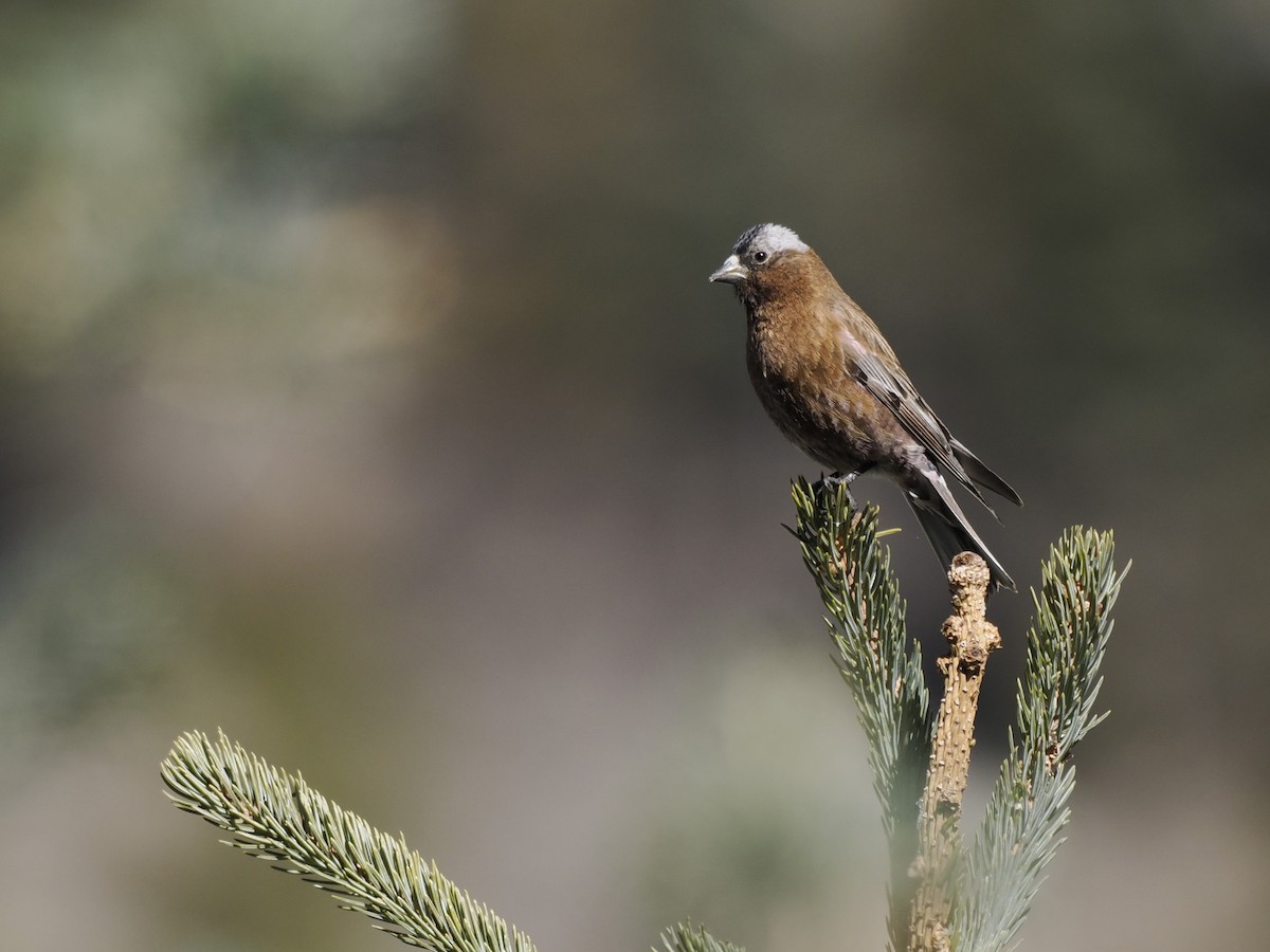 Gray-crowned Rosy-Finch - ML647111926