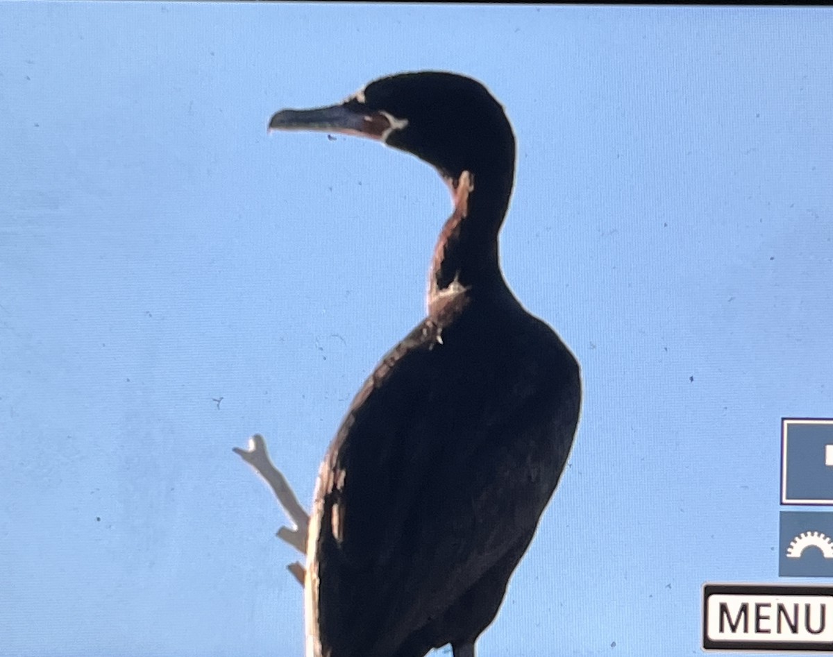 Neotropic Cormorant - ML647111927