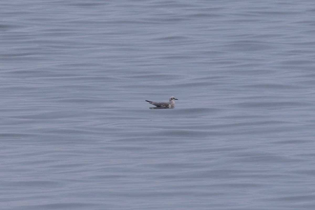 Bonaparte's Gull - ML647111928