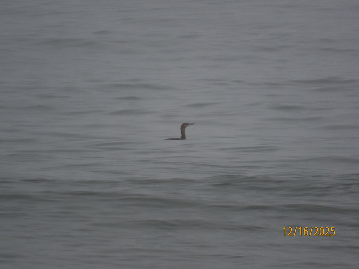 Kızıl Gerdanlı Dalgıç - ML647111929