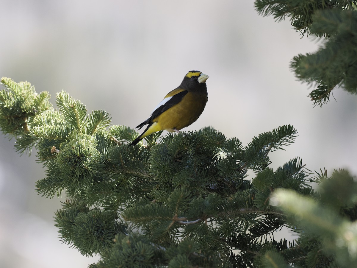 Evening Grosbeak - ML647111932