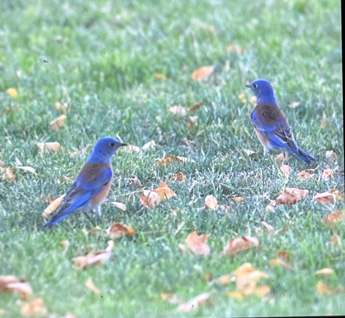 Western Bluebird - ML647111933
