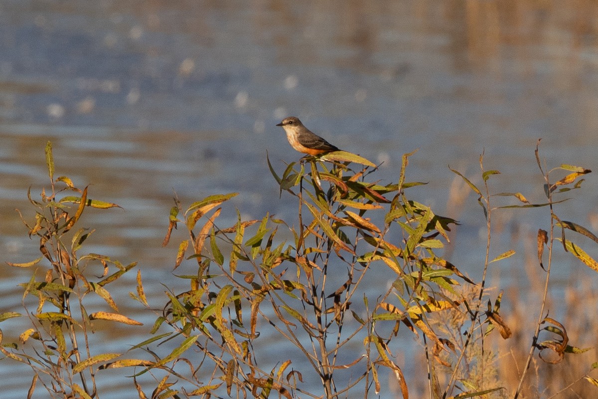 Vermilion Flycatcher - ML647111935