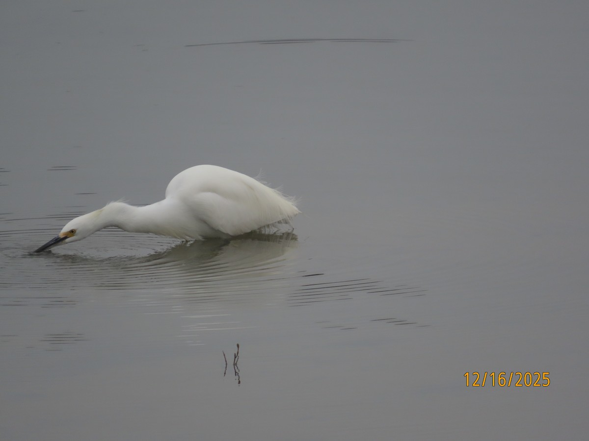 Karbeyaz Balıkçıl - ML647111942