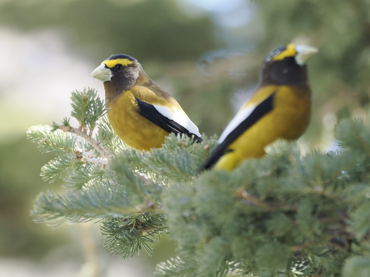 Evening Grosbeak - ML647111944
