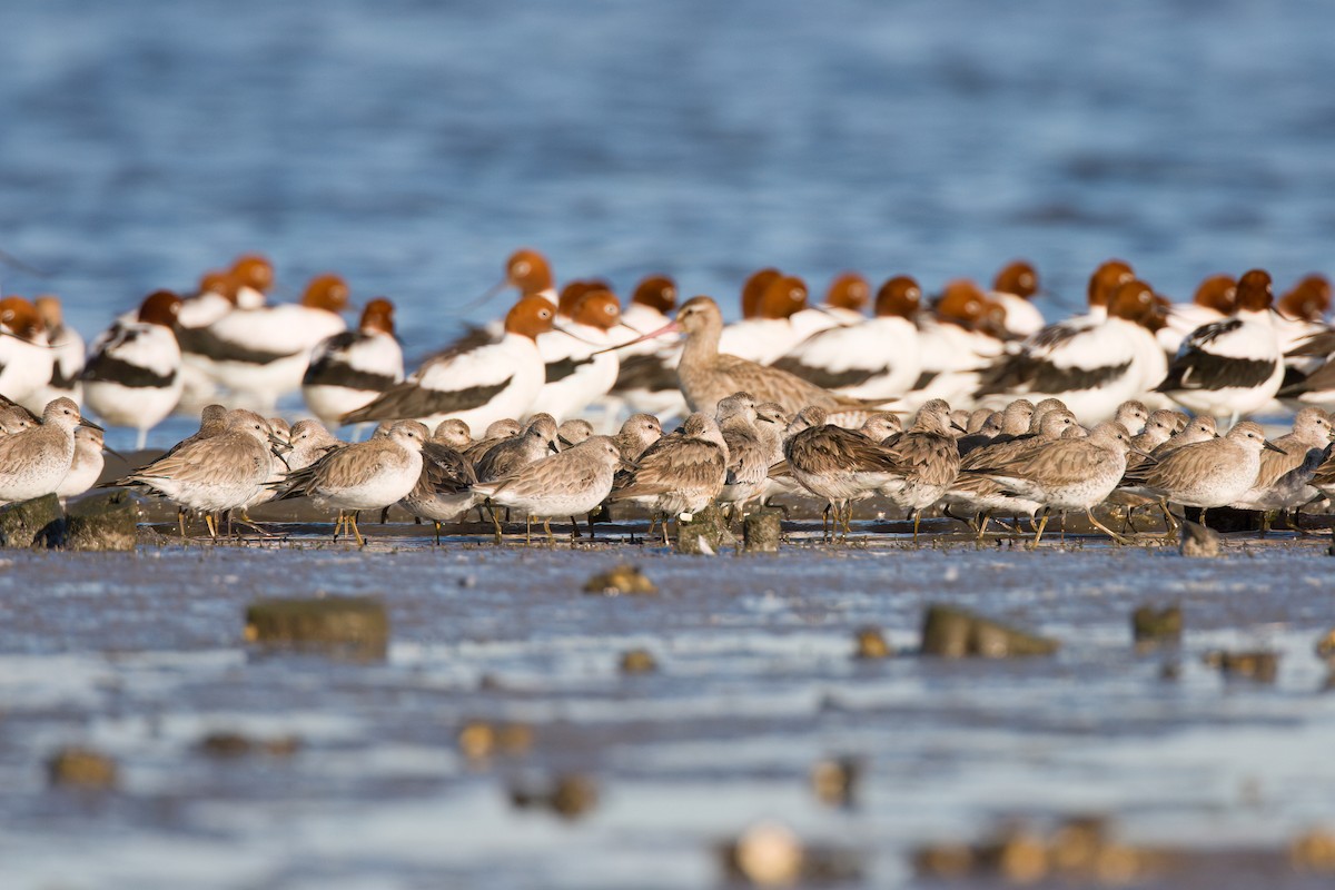 חופית להקנית - ML647111946
