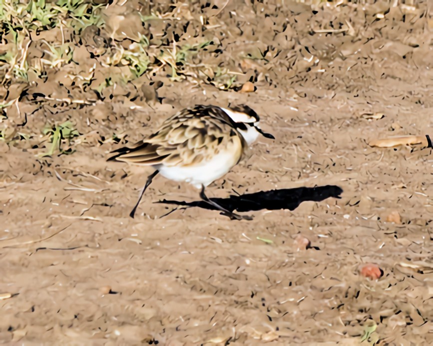 Kittlitz's Plover - ML647111947