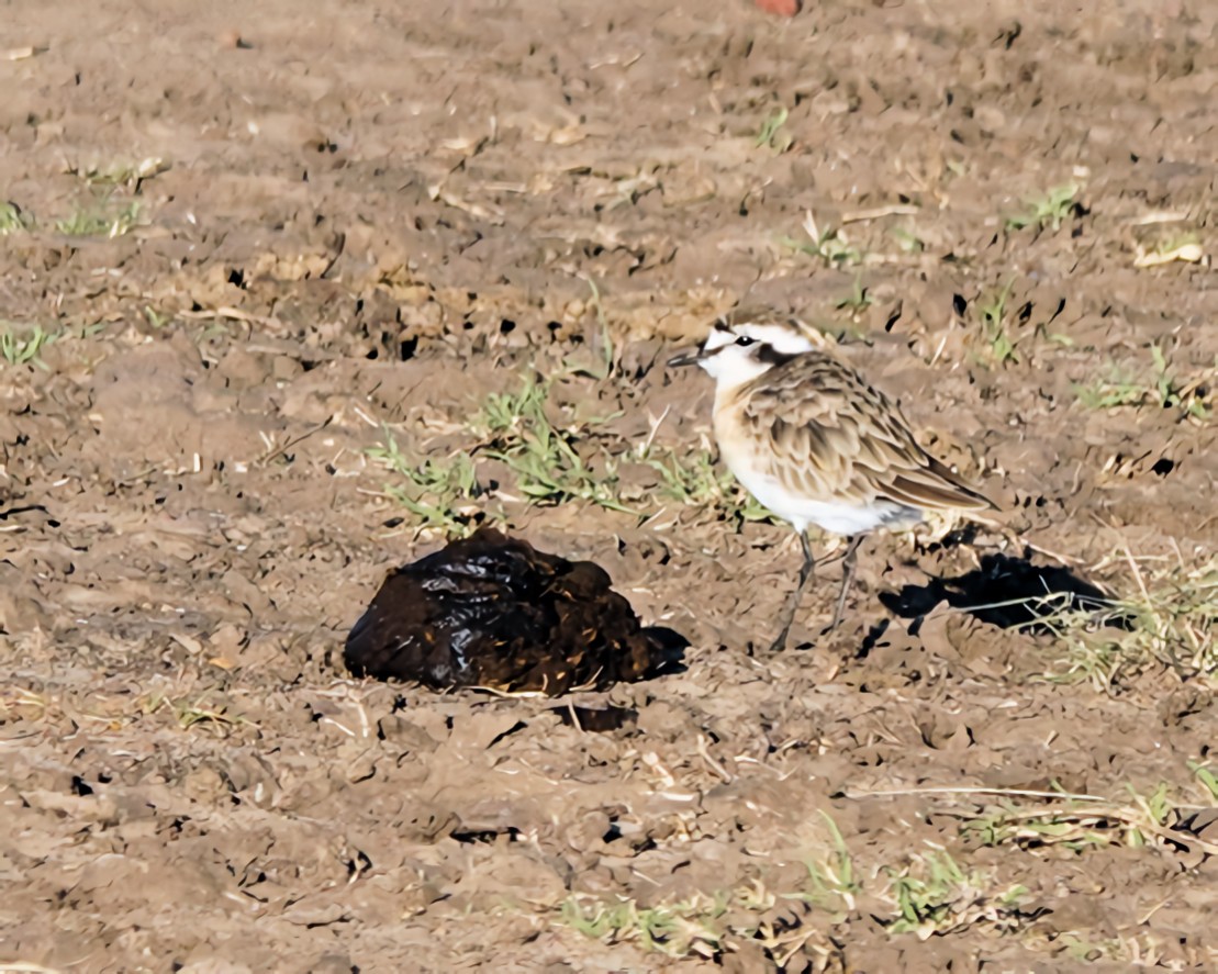 Kittlitz's Plover - ML647111950