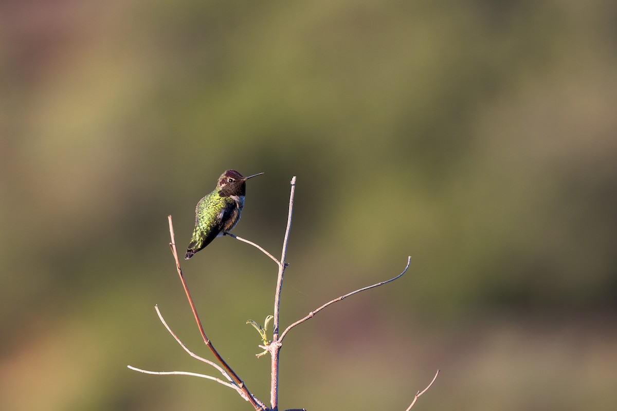Anna's Hummingbird - ML647111951