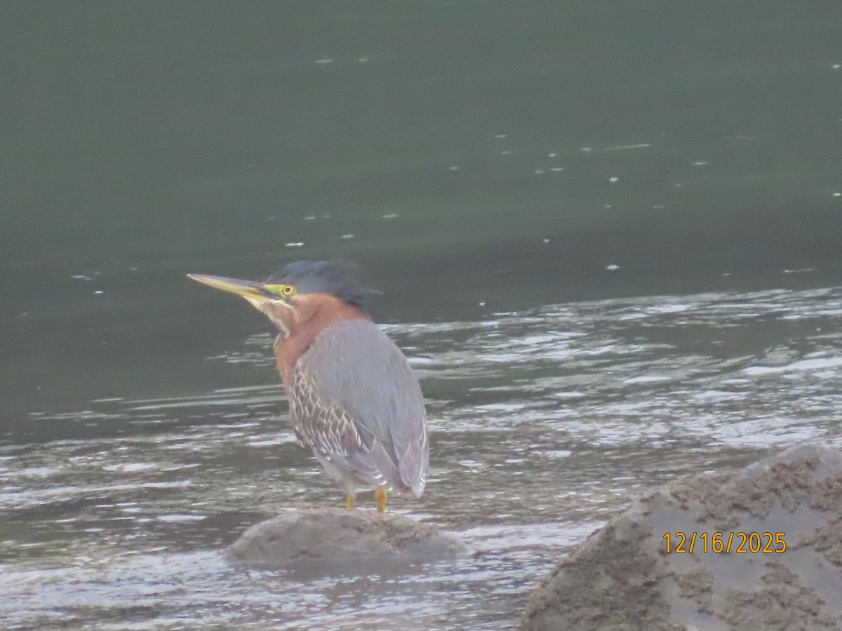 Yeşil Balıkçıl - ML647111954