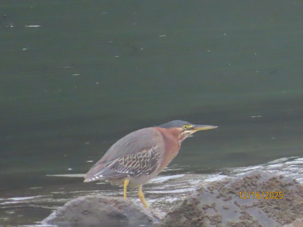 Yeşil Balıkçıl - ML647111955