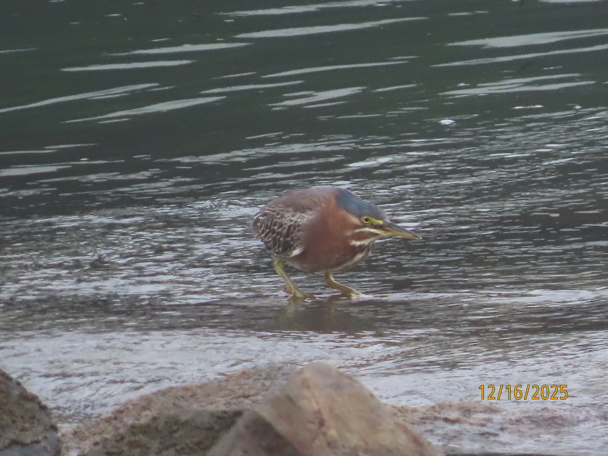 Yeşil Balıkçıl - ML647111956