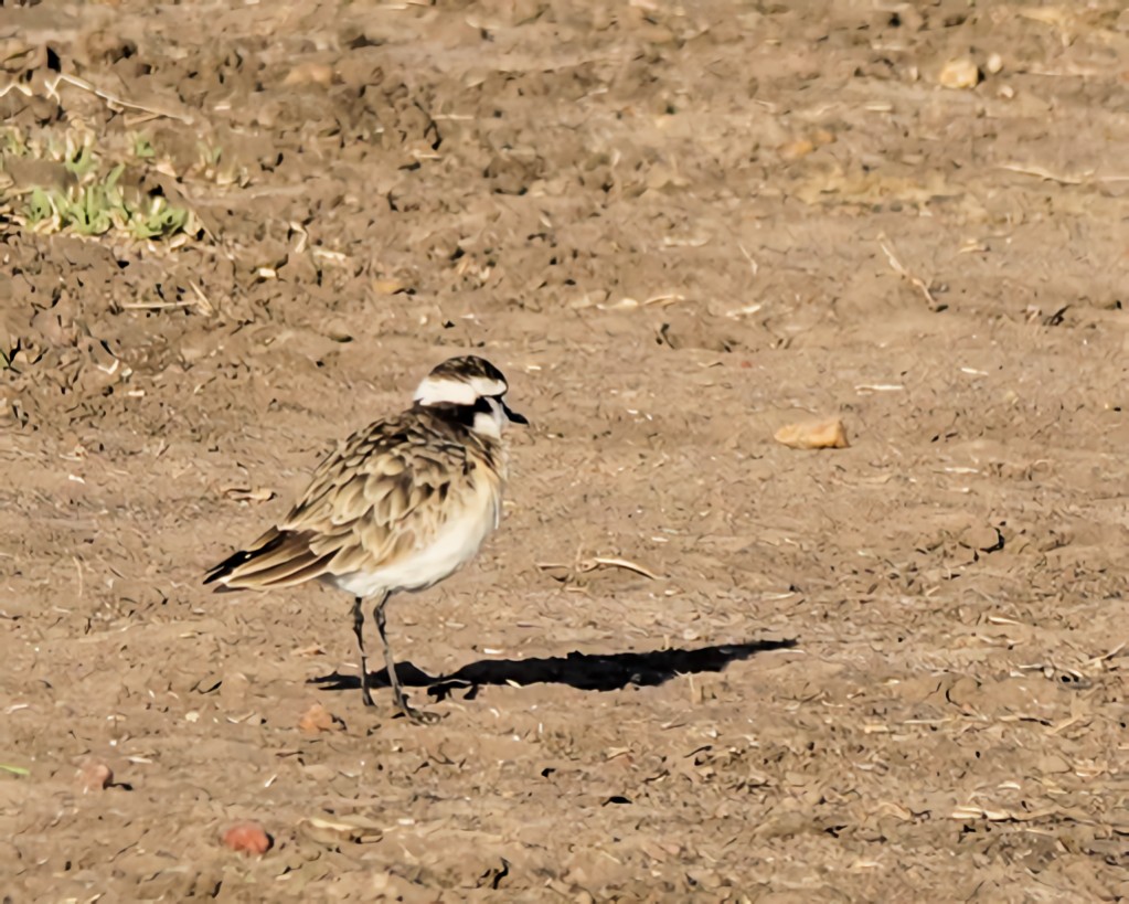 Kittlitz's Plover - ML647111958