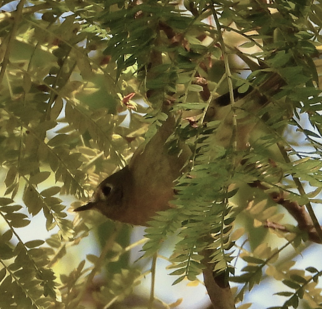 Ruby-crowned Kinglet - ML647111959