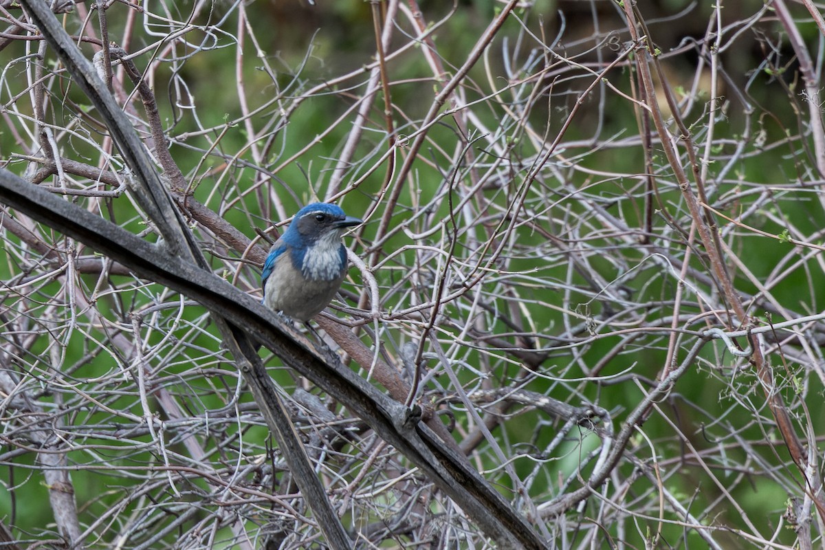 California Scrub-Jay - ML647111968