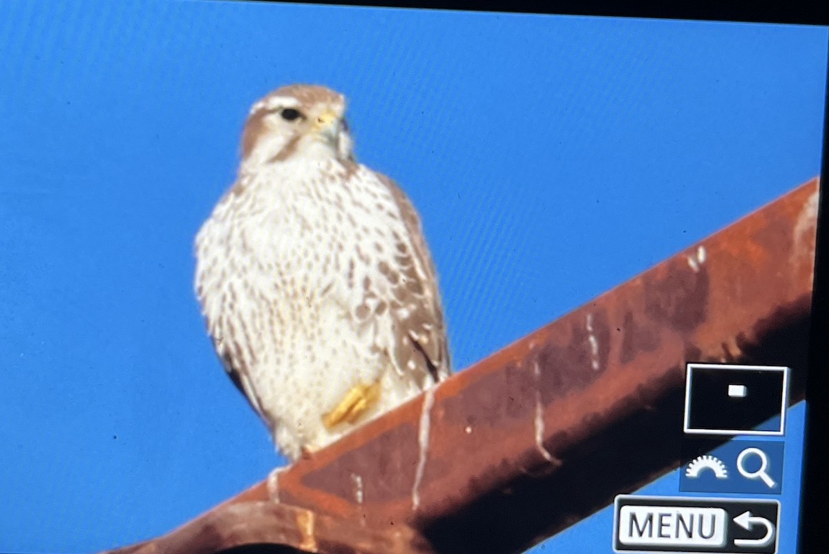 Prairie Falcon - ML647111970