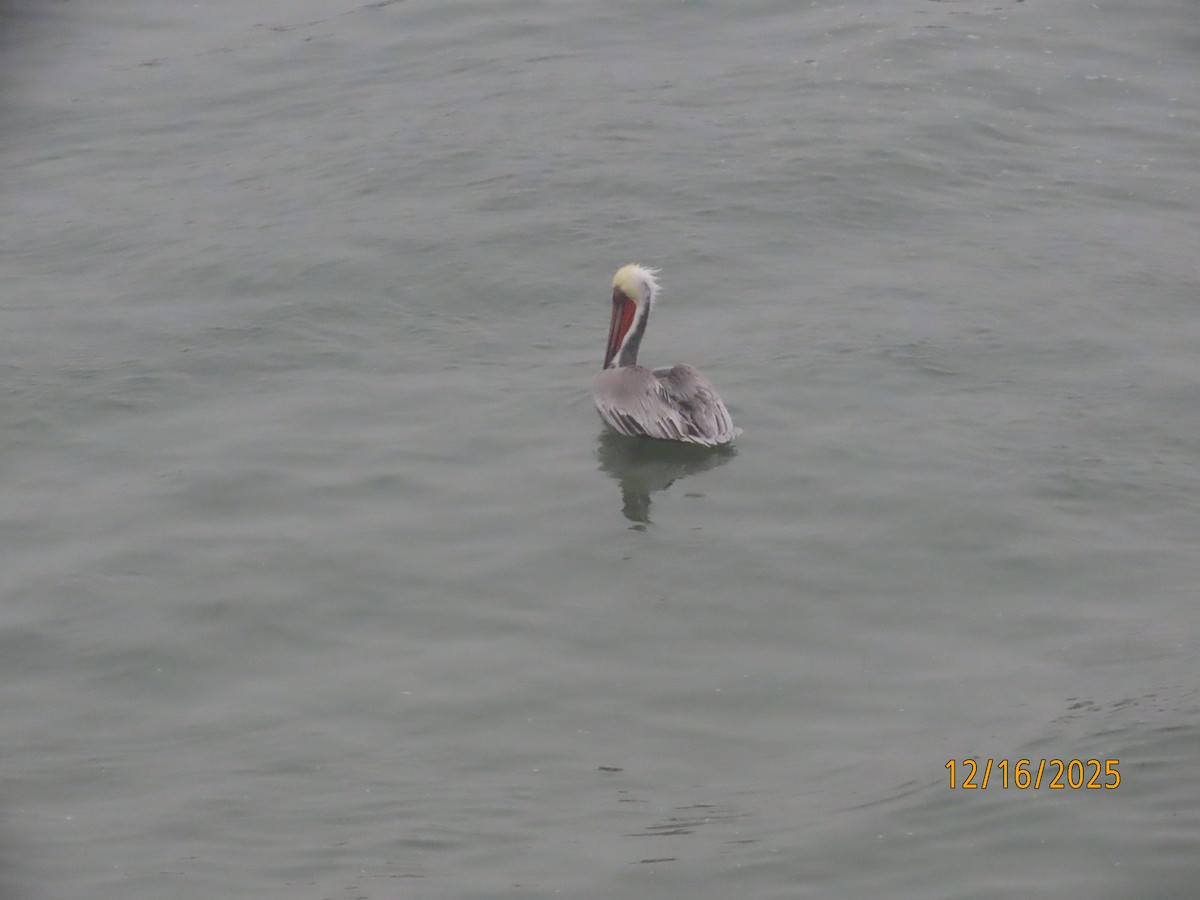 Kahverengi Pelikan - ML647111978